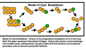 Model of Cell Breakdown.